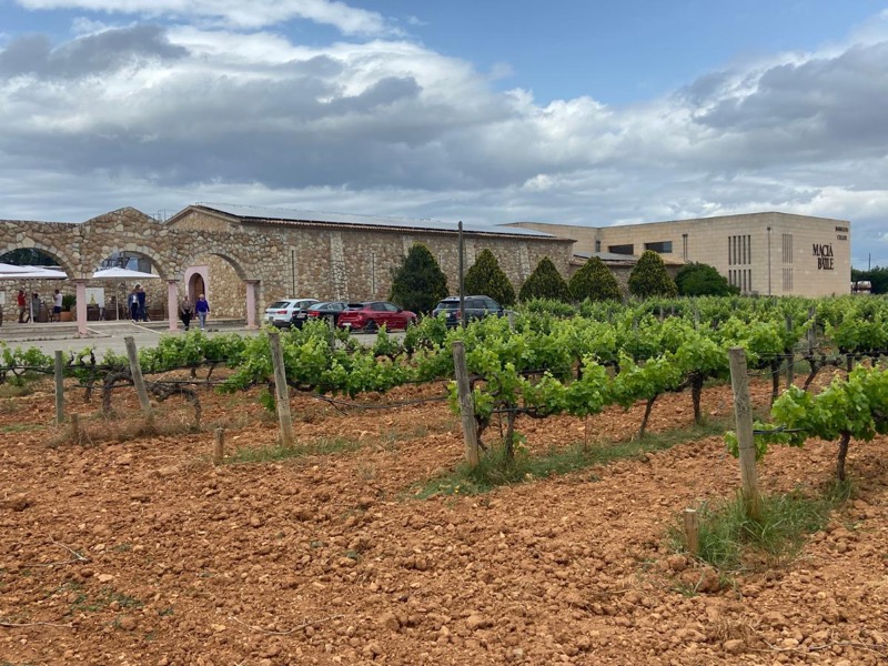 Modern facilities and grape vines at Macia Batle